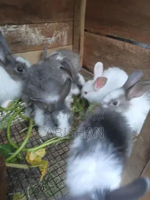 Angora Rabbit