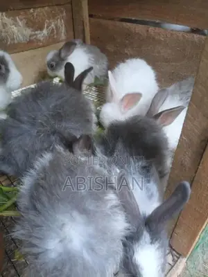 Angora Rabbit