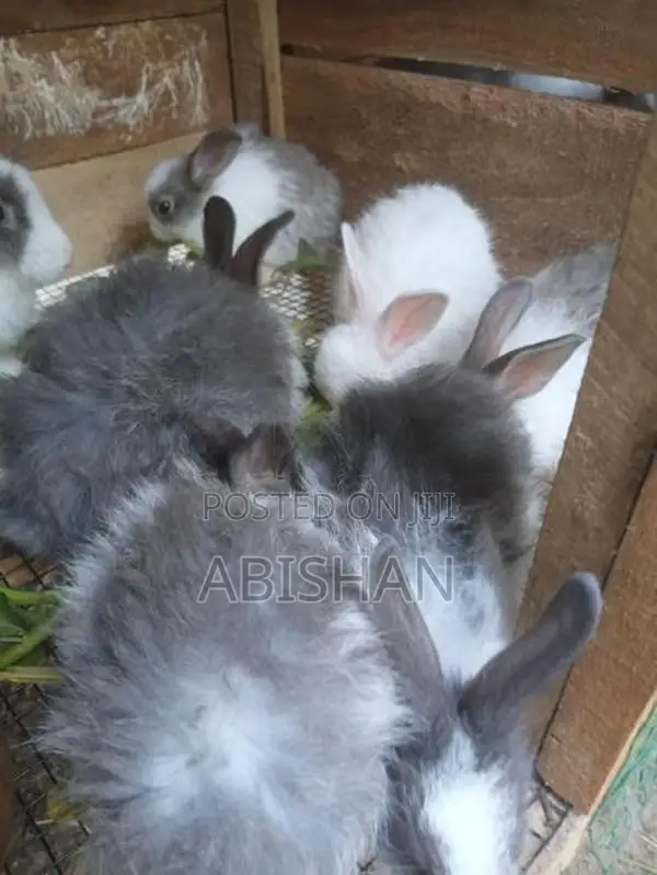 Angora Rabbit