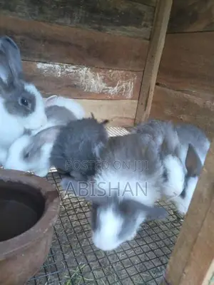 Angora Rabbit