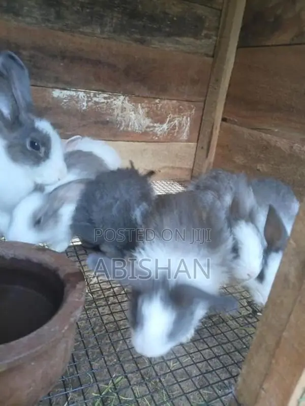 Angora Rabbit