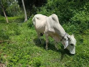 Haryana Cow