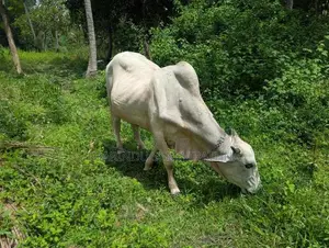 Haryana Cow