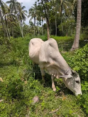 Haryana Cow