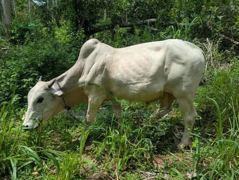 Haryana Cow