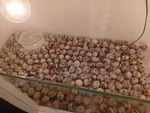 Incubator
