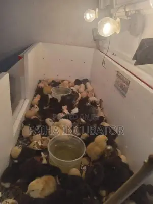 Incubator