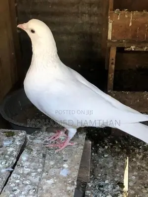 Pigeons