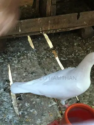 Pigeons
