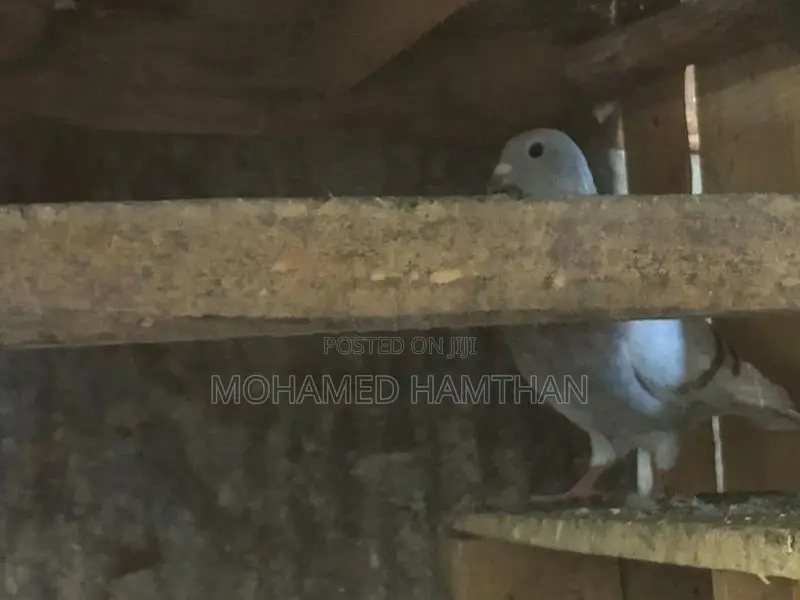 Pigeons
