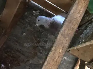 Pigeons