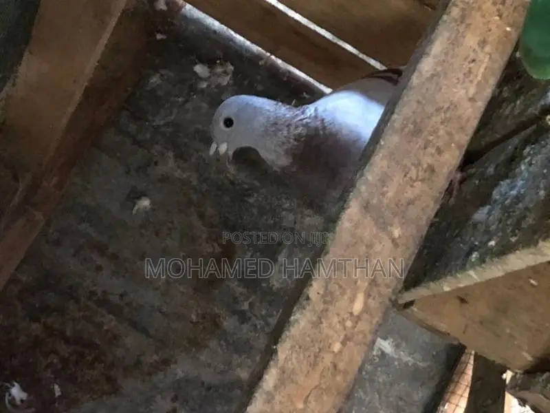 Pigeons