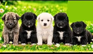 Pomeranian