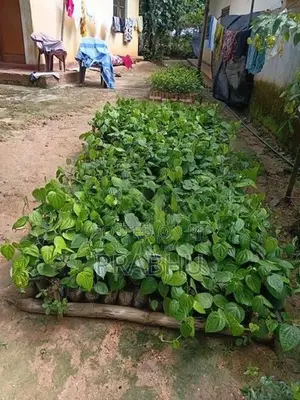 Tea Plants