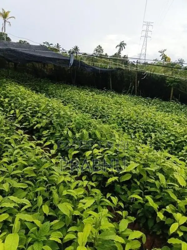 Tea Plants