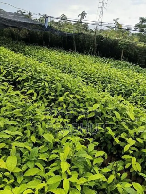 Tea Plants