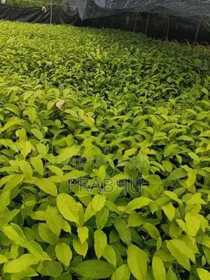 Tea Plants