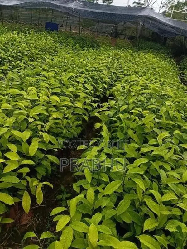Tea Plants