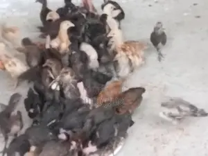நாட்டுக்கோழி குஞ்சுகள்