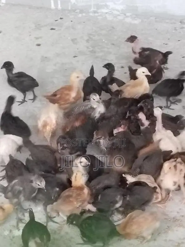 நாட்டுக்கோழி குஞ்சுகள்