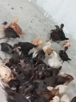 நாட்டுக்கோழி குஞ்சுகள்