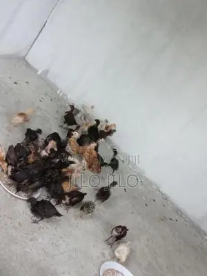 நாட்டுக்கோழி குஞ்சுகள்