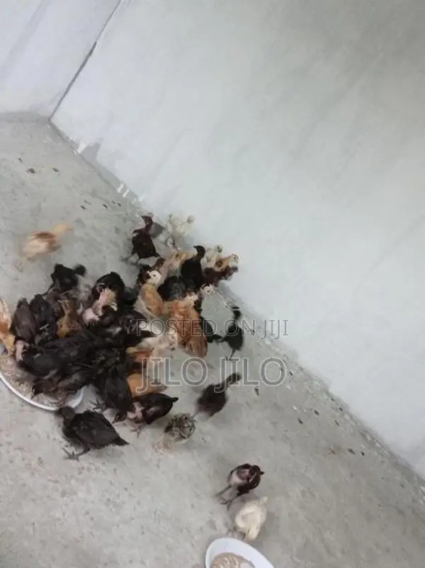 நாட்டுக்கோழி குஞ்சுகள்