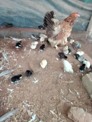 ගම් කුකුල් පැටවුන්