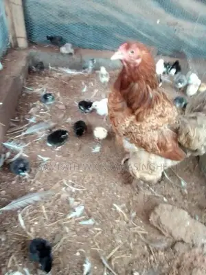 ගම් කුකුල් පැටවුන්