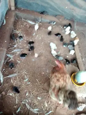 ගම් කුකුල් පැටවුන්