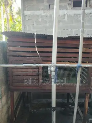 Chicken Coop