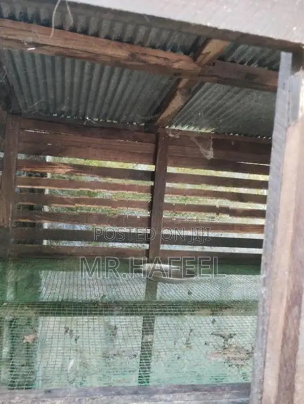 Chicken Coop