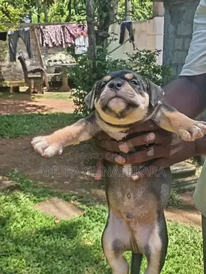 American Bully Puppy