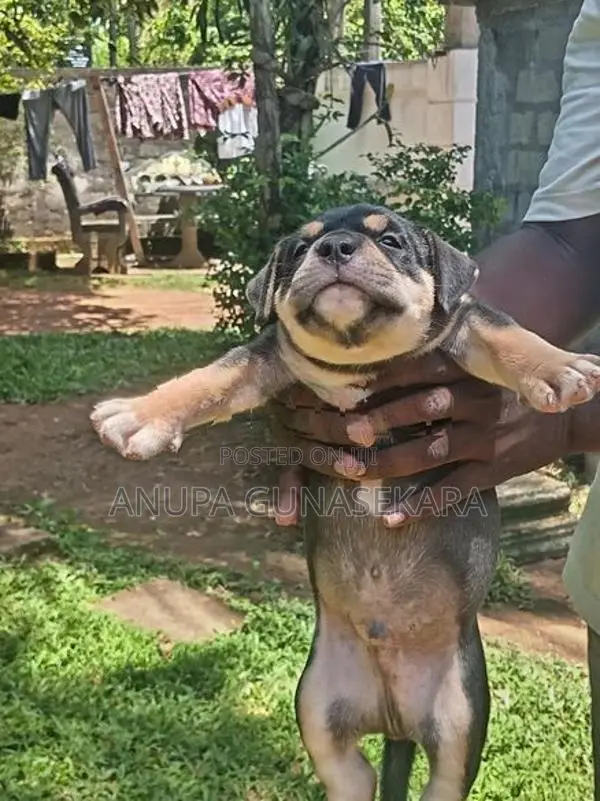 American Bully Puppy