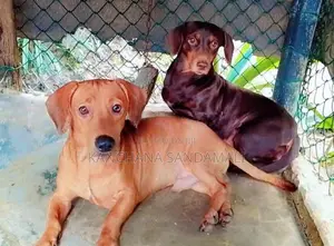 Dachshund Parent Dogs