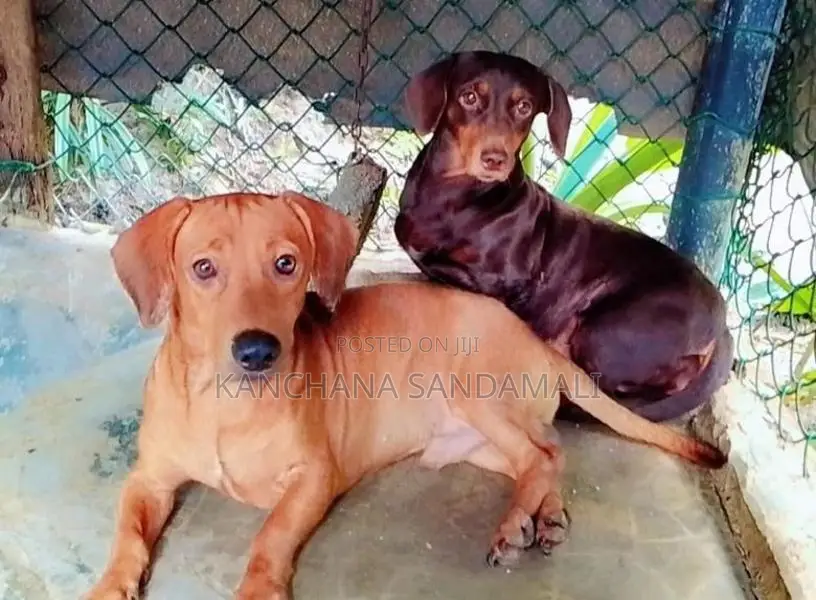 Dachshund Parent Dogs