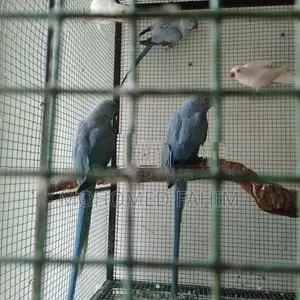 Ringneck Birds
