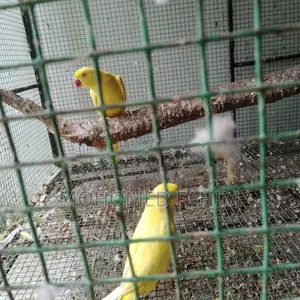 Ringneck Birds