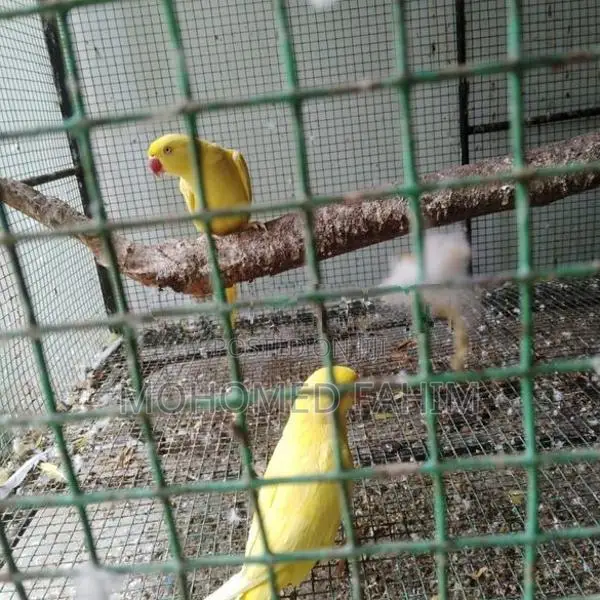 Ringneck Birds