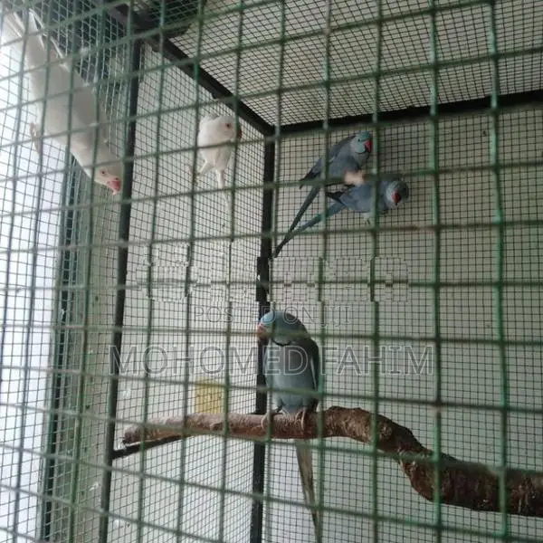 Ringneck Birds
