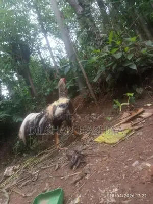 කුකුලෙක්
