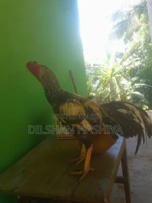 කුකුලෙක්