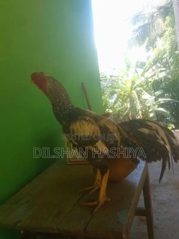 කුකුලෙක්