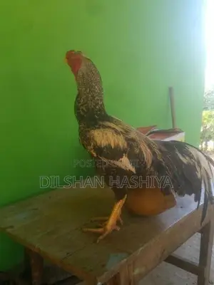 කුකුලෙක්