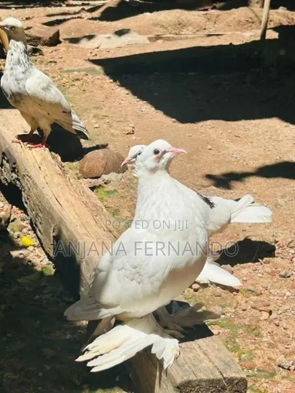 Pigeons