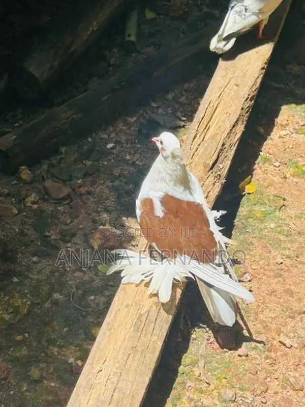 Pigeons