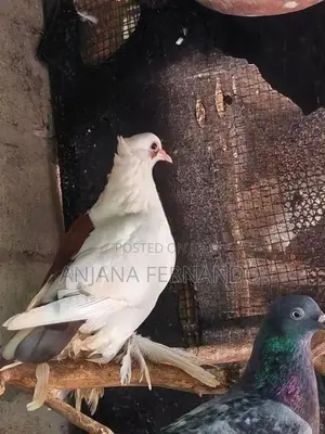 Pigeons