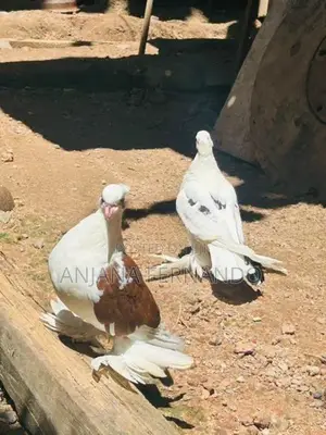 Pigeons