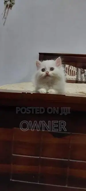 Persian Kittens