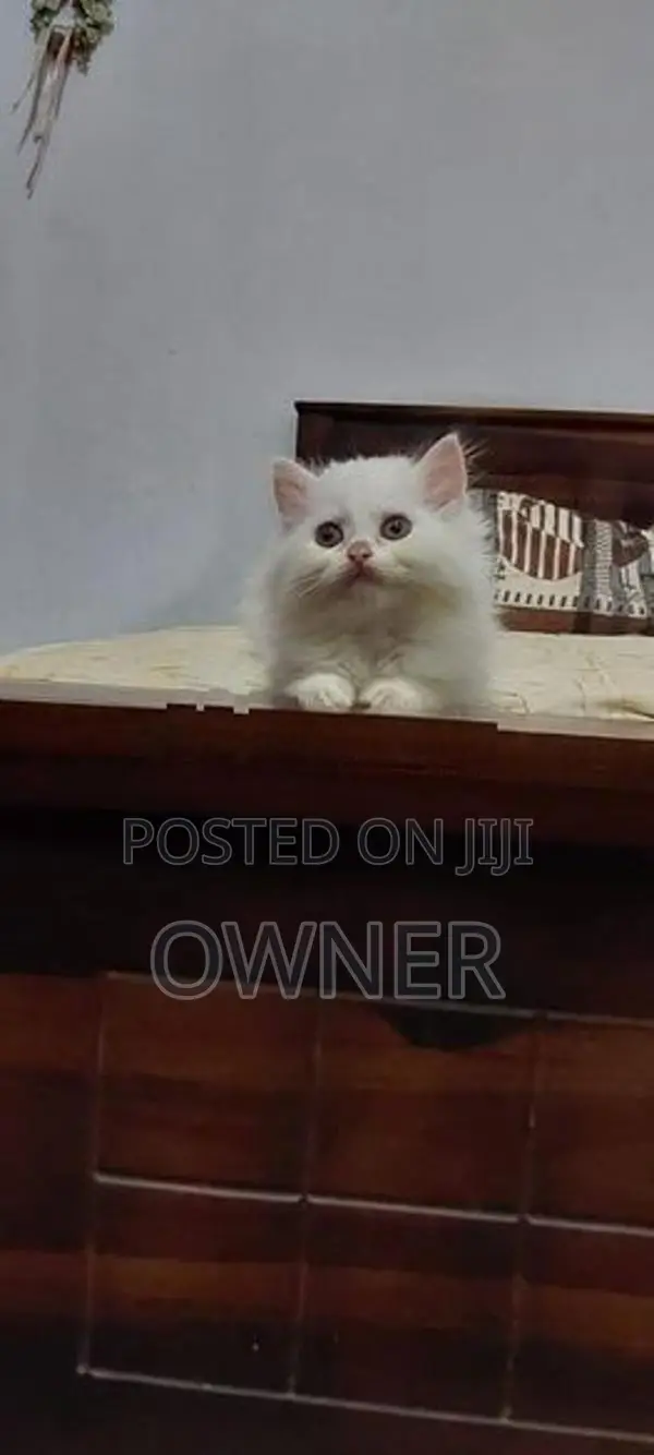 Persian Kittens